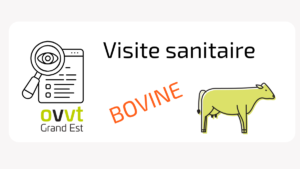 Visite sanitaire bovine : mémo général