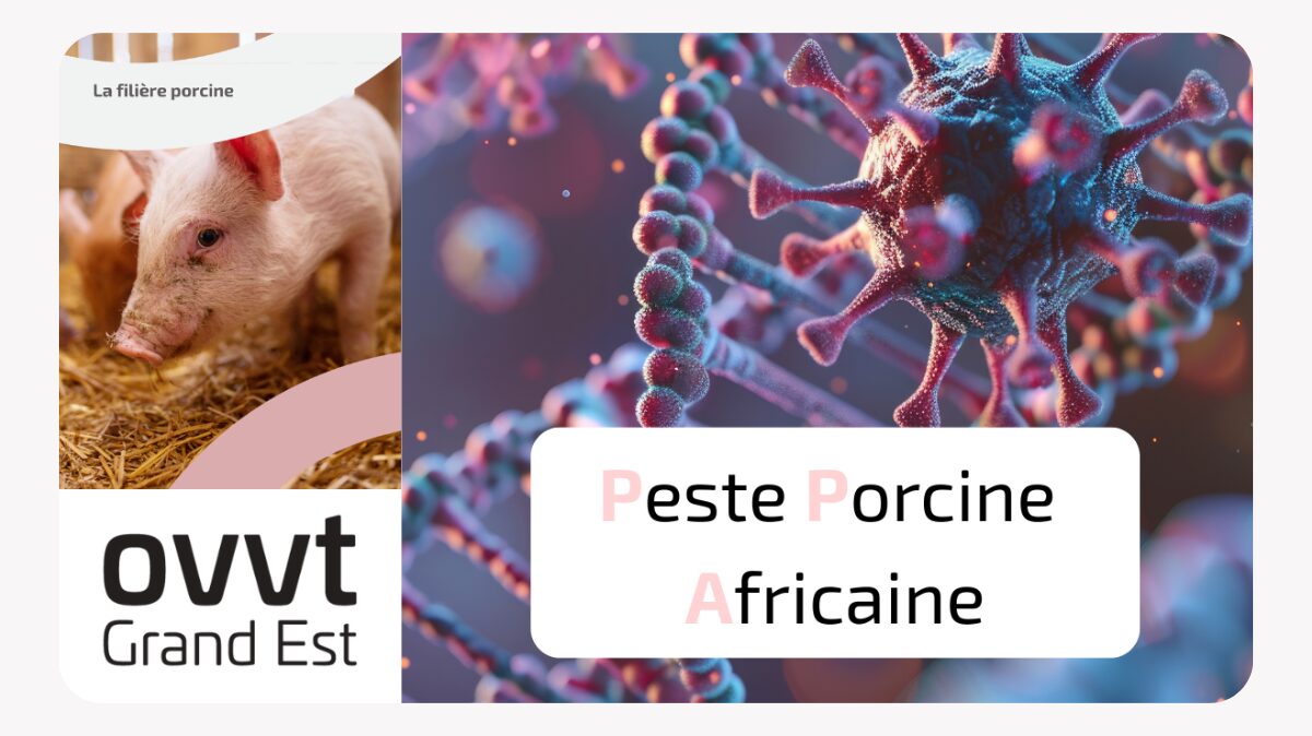 image en avant peste porcine africaine