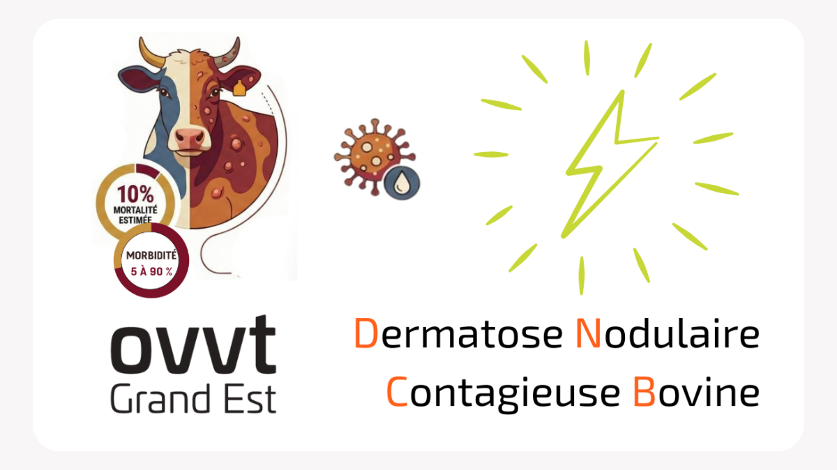 Dermatose Nodulaire Contagieuse Bovine DNCB-image en avant