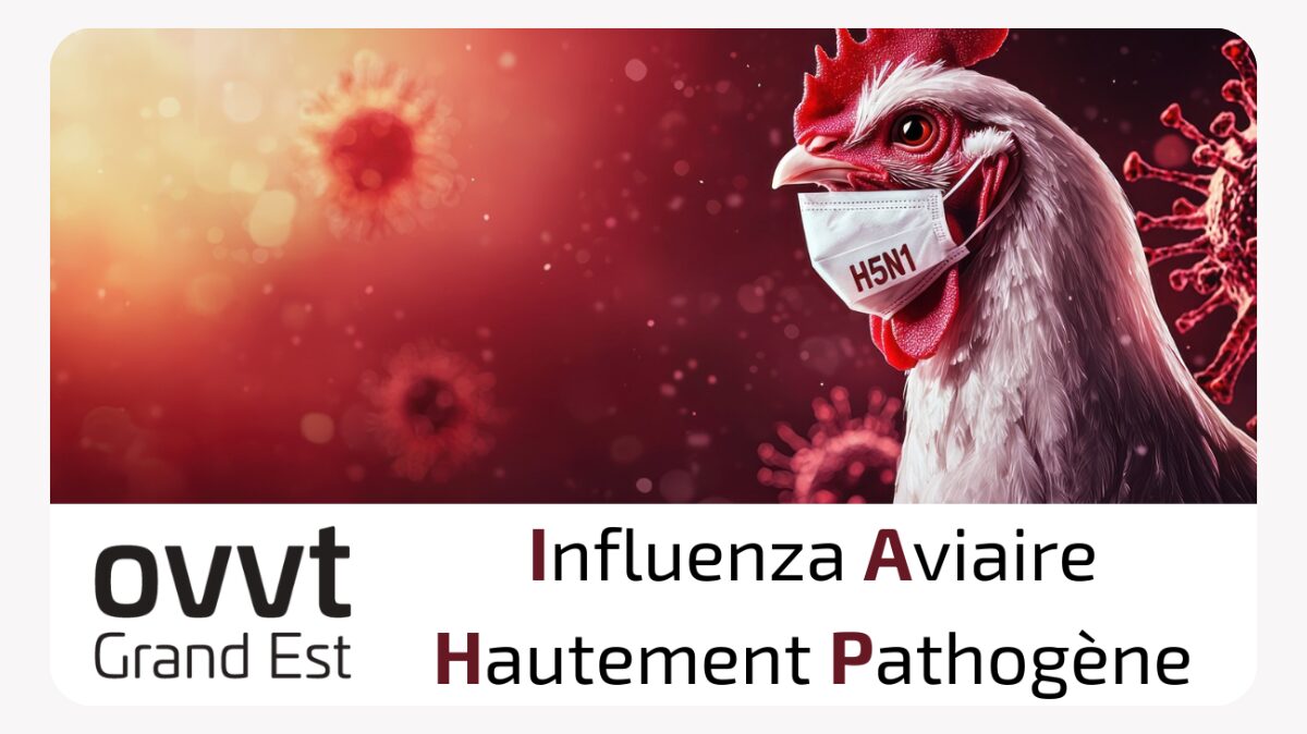 image en avant IAHP - grippe aviaire