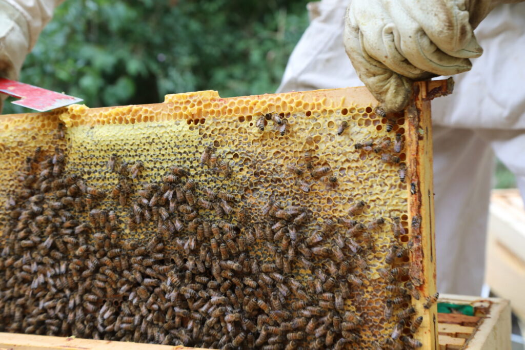 image abeilles et apiculteur